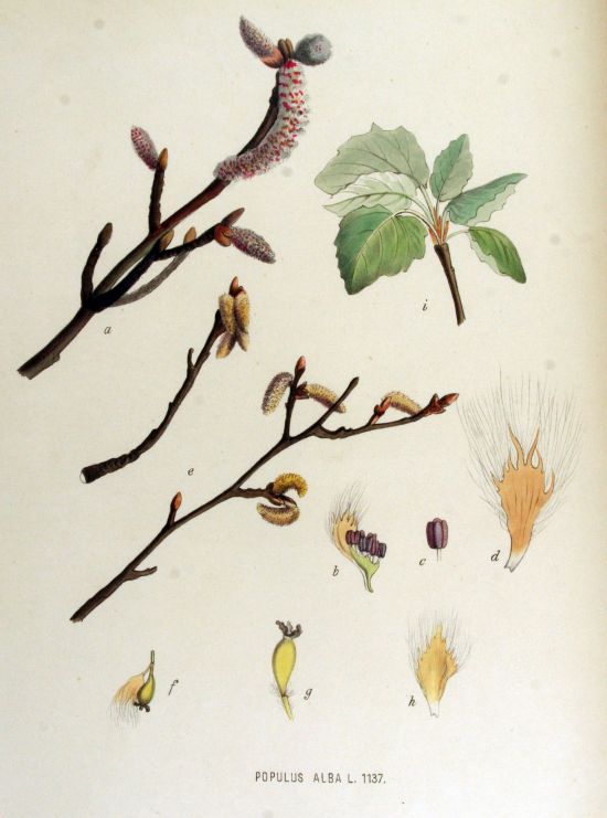 Populus alba L._Flora Batava_Zdroj Wikipedia