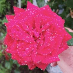 full of raindrops rose